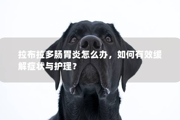 拉布拉多肠胃炎怎么办，如何有效缓解症状与护理？