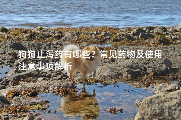 狗狗止泻药有哪些？常见药物及使用注意事项解析