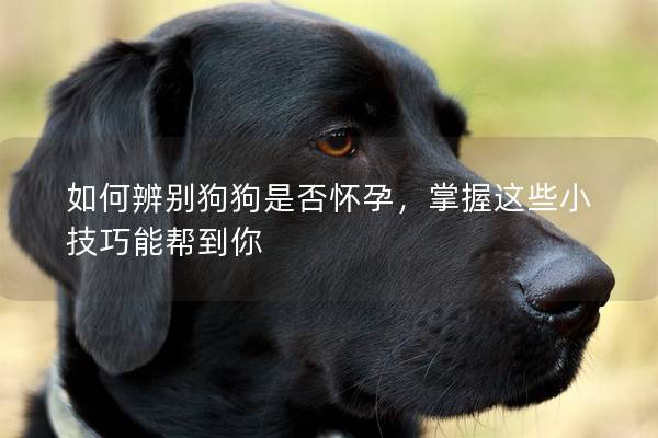 如何辨别狗狗是否怀孕，掌握这些小技巧能帮到你