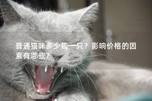 普通猫咪多少钱一只？影响价格的因素有哪些？