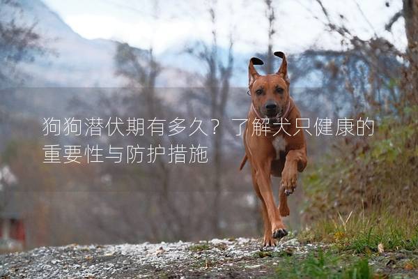 狗狗潜伏期有多久？了解犬只健康的重要性与防护措施
