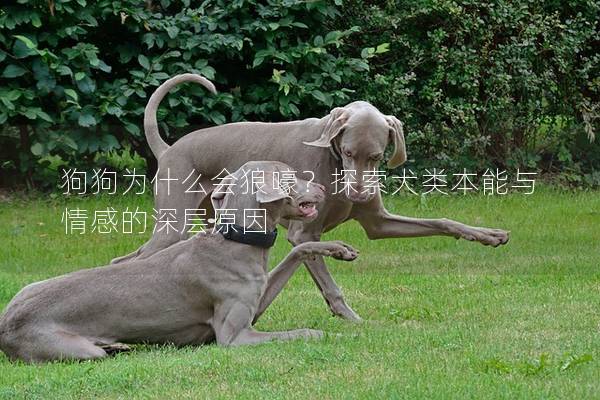 狗狗为什么会狼嚎？探索犬类本能与情感的深层原因