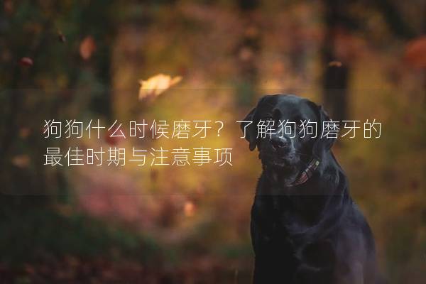 狗狗什么时候磨牙？了解狗狗磨牙的最佳时期与注意事项