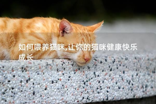 如何喂养猫咪,让你的猫咪健康快乐成长