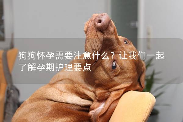 狗狗怀孕需要注意什么？让我们一起了解孕期护理要点