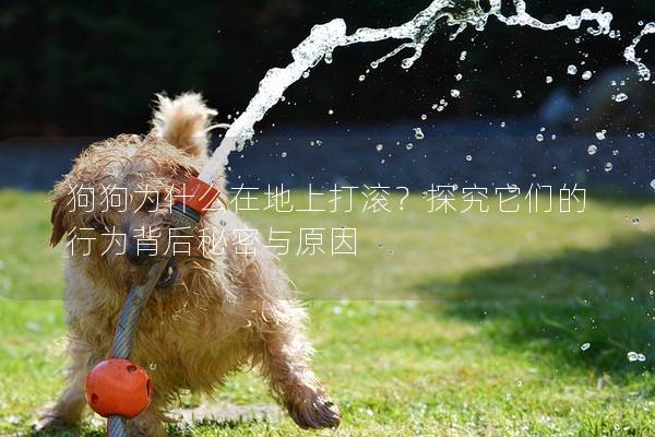 狗狗为什么在地上打滚？探究它们的行为背后秘密与原因