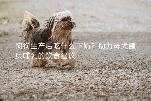 狗狗生产后吃什么下奶？助力母犬健康哺乳的饮食建议