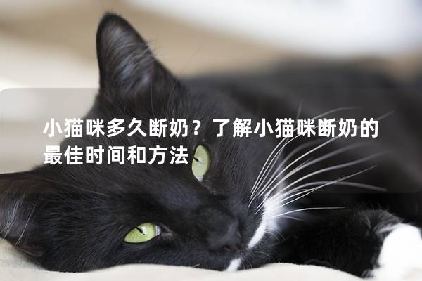 小猫咪多久断奶？了解小猫咪断奶的最佳时间和方法