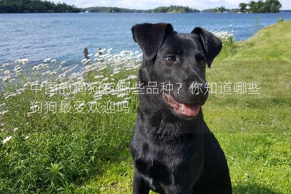 中国的狗狗有哪些品种？你知道哪些狗狗最受欢迎吗