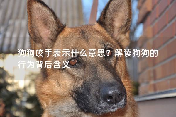 狗狗咬手表示什么意思？解读狗狗的行为背后含义