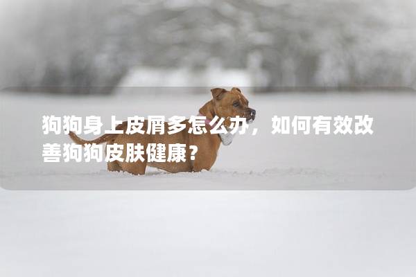 狗狗身上皮屑多怎么办，如何有效改善狗狗皮肤健康？