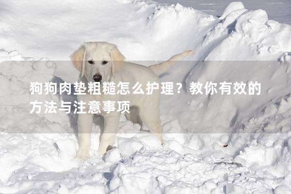 狗狗肉垫粗糙怎么护理？教你有效的方法与注意事项