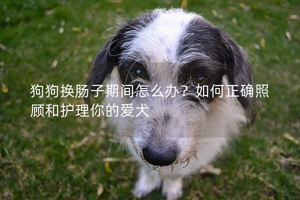 狗狗换肠子期间怎么办？如何正确照顾和护理你的爱犬