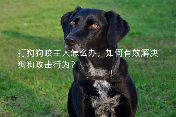 打狗狗咬主人怎么办，如何有效解决狗狗攻击行为？