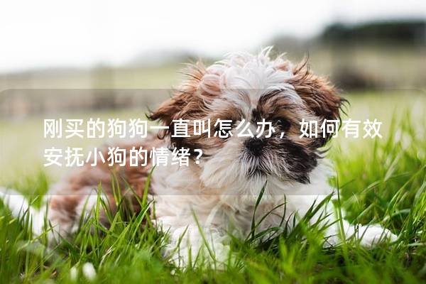 刚买的狗狗一直叫怎么办，如何有效安抚小狗的情绪？