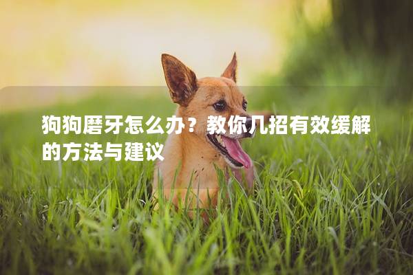 狗狗磨牙怎么办？教你几招有效缓解的方法与建议