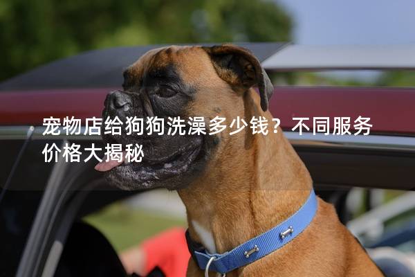 宠物店给狗狗洗澡多少钱？不同服务价格大揭秘
