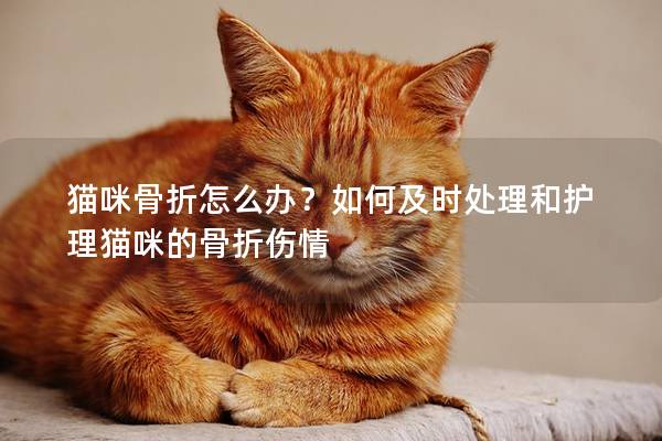 猫咪骨折怎么办？如何及时处理和护理猫咪的骨折伤情