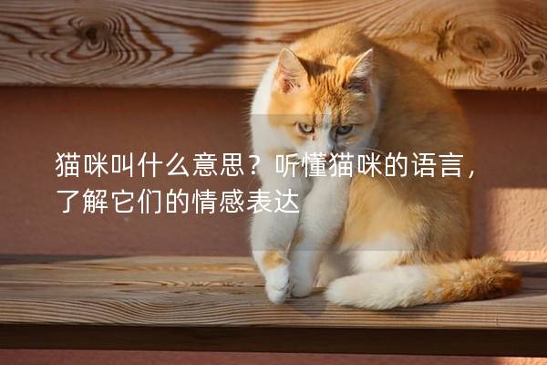 猫咪叫什么意思？听懂猫咪的语言，了解它们的情感表达