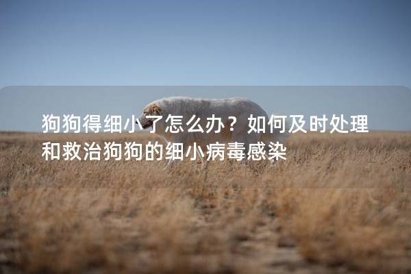 狗狗得细小了怎么办？如何及时处理和救治狗狗的细小病毒感染