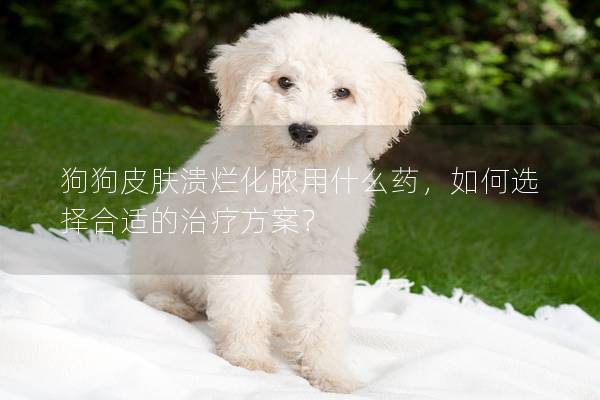 狗狗皮肤溃烂化脓用什么药，如何选择合适的治疗方案？
