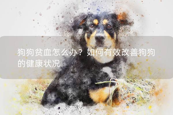 狗狗贫血怎么办？如何有效改善狗狗的健康状况