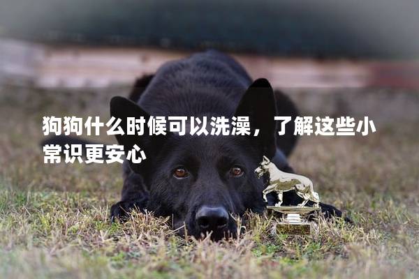 狗狗什么时候可以洗澡，了解这些小常识更安心