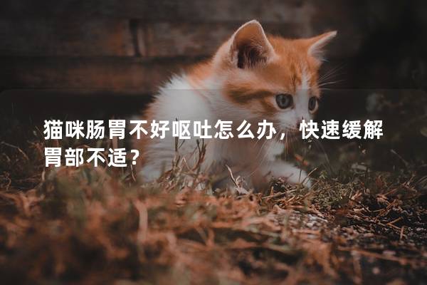 猫咪肠胃不好呕吐怎么办，快速缓解胃部不适？