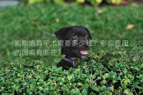 狗狗绝育手术需要多少钱？影响费用的因素有哪些？