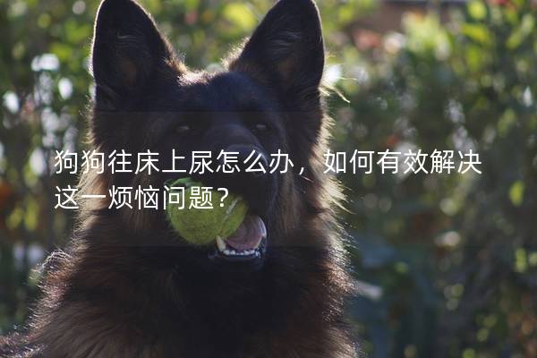 狗狗往床上尿怎么办，如何有效解决这一烦恼问题？