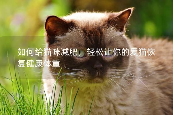 如何给猫咪减肥，轻松让你的爱猫恢复健康体重