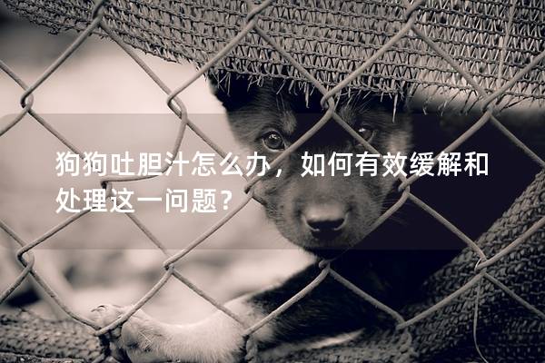 狗狗吐胆汁怎么办，如何有效缓解和处理这一问题？