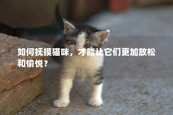 如何抚摸猫咪，才能让它们更加放松和愉悦？