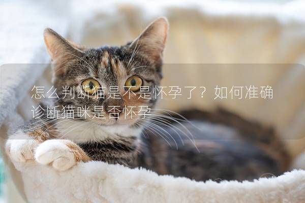 怎么判断猫是不是怀孕了？如何准确诊断猫咪是否怀孕