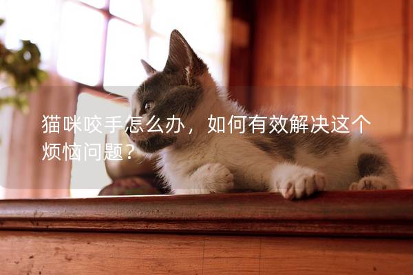 猫咪咬手怎么办，如何有效解决这个烦恼问题？