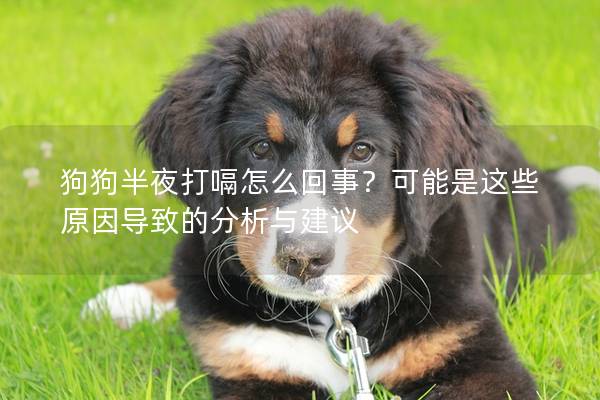 狗狗半夜打嗝怎么回事？可能是这些原因导致的分析与建议