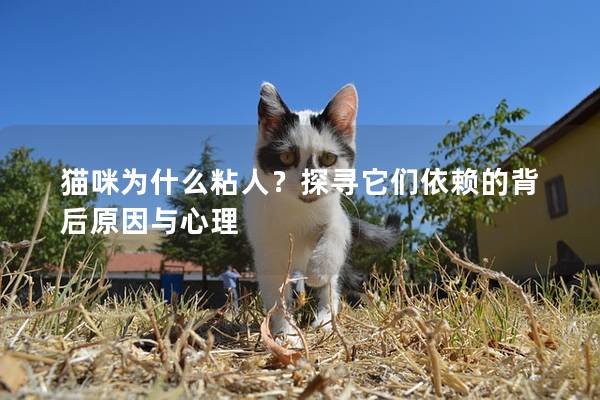 猫咪为什么粘人？探寻它们依赖的背后原因与心理