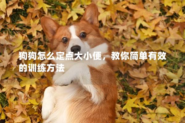 狗狗怎么定点大小便，教你简单有效的训练方法