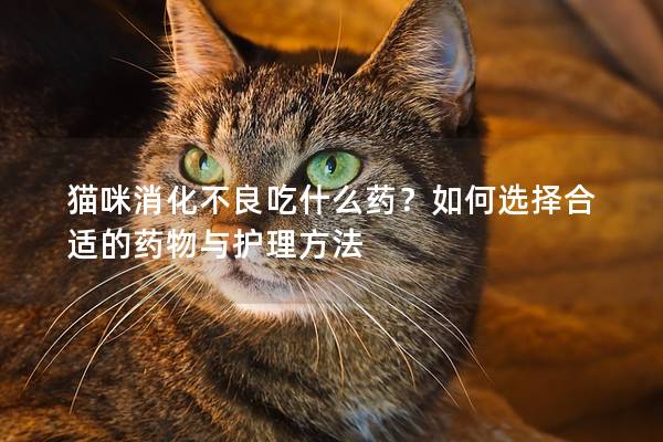 猫咪消化不良吃什么药？如何选择合适的药物与护理方法