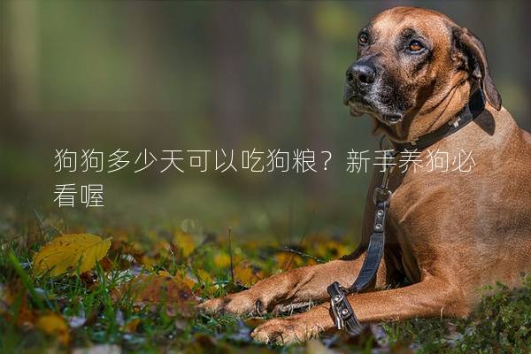 狗狗多少天可以吃狗粮？新手养狗必看喔