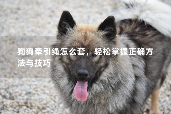 狗狗牵引绳怎么套，轻松掌握正确方法与技巧