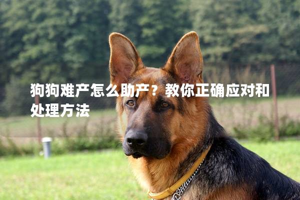 狗狗难产怎么助产？教你正确应对和处理方法