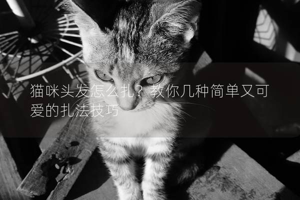 猫咪头发怎么扎？教你几种简单又可爱的扎法技巧