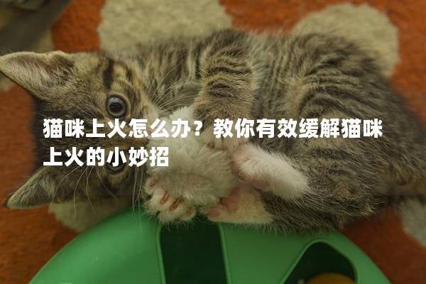 猫咪上火怎么办？教你有效缓解猫咪上火的小妙招
