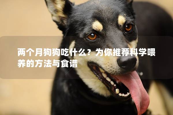 两个月狗狗吃什么？为你推荐科学喂养的方法与食谱