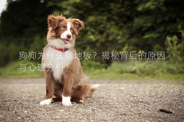 狗狗为什么挠地板？揭秘背后的原因与心理分析