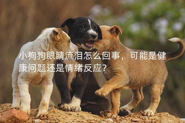 小狗狗眼睛流泪怎么回事，可能是健康问题还是情绪反应？