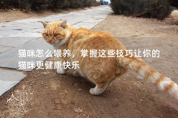 猫咪怎么喂养，掌握这些技巧让你的猫咪更健康快乐
