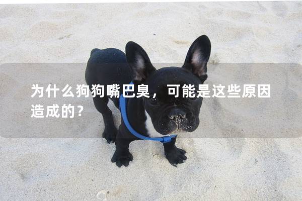 为什么狗狗嘴巴臭，可能是这些原因造成的？
