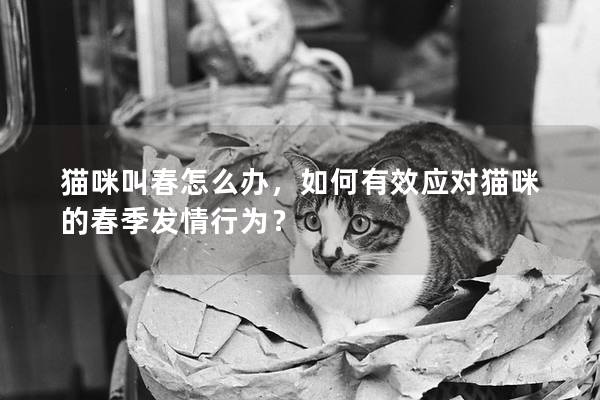 猫咪叫春怎么办，如何有效应对猫咪的春季发情行为？